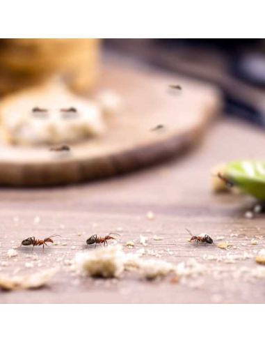 Microgranuli Formiche Insetti Barriera Protettiva Interni Esterni 250 gr Ekostop