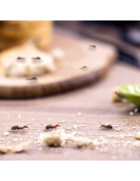 Microgranuli Formiche Insetti Barriera Protettiva Interni Esterni 250 gr Ekostop