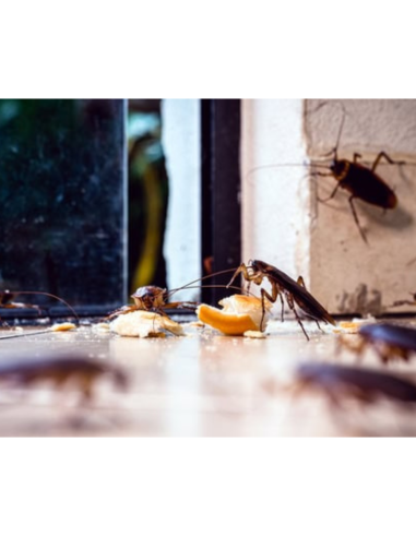 Trappola Scarafaggi Blister Blatte Esca Insetticida Casa Fessure Nido Ekostop