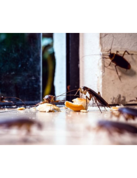 Trappola Scarafaggi Blister Blatte Esca Insetticida Casa Fessure Nido Ekostop