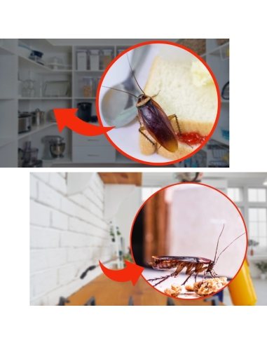 Trappola Scarafaggi Blister Blatte Esca Insetticida Casa Fessure Nido Ekostop