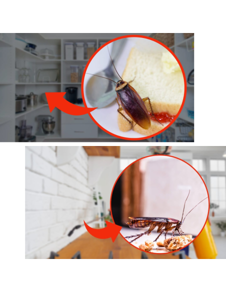 Trappola Scarafaggi Blister Blatte Esca Insetticida Casa Fessure Nido Ekostop