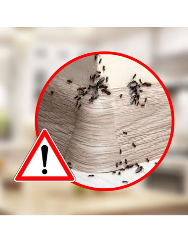 Esca Formiche Insetticida Gel Professionale Eliminazione Colonia Rapida 6 Giorni Ekostop 