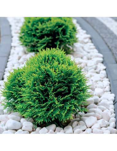 Ciottoli Bianco Carrara Eleganza Per Spazi Esterni