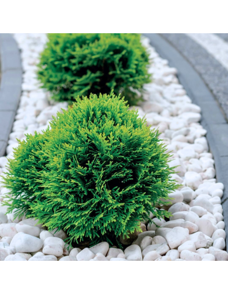 Ciottoli Bianco Carrara Eleganza Per Spazi Esterni