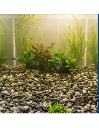 Ciottoli Di Fiume Naturali Per Acquari D’Acqua Dolce 25 kg