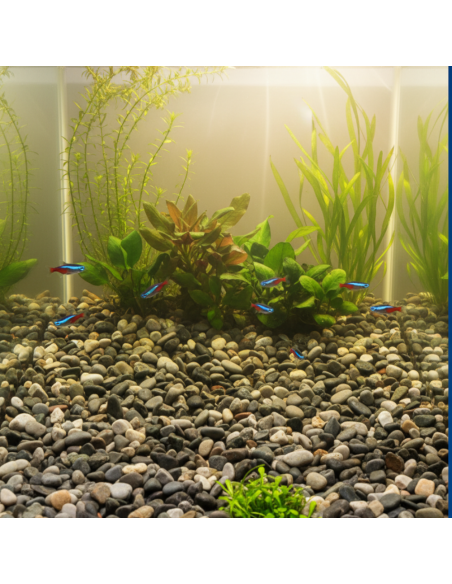 Ciottoli Di Fiume Naturali Per Acquari D’Acqua Dolce 25 kg