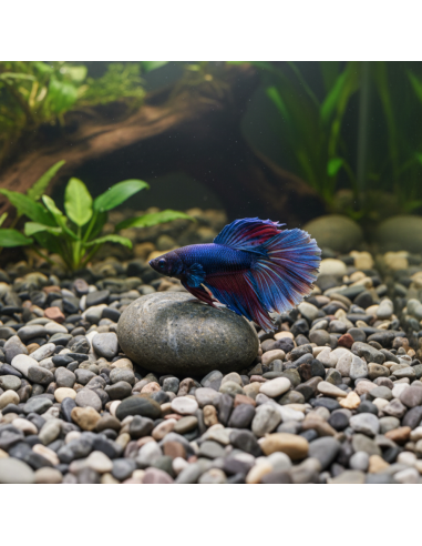 Ciottoli Di Fiume Naturali Per Acquari D’Acqua Dolce 25 kg