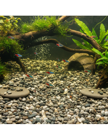 Ciottoli Di Fiume Naturali Per Acquari D’Acqua Dolce 25 kg FORTUNATO - foto 8