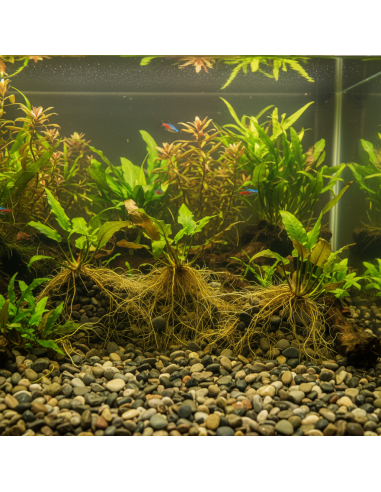 Ciottoli Di Fiume Naturali Per Acquari D’Acqua Dolce 25 kg FORTUNATO - foto 9