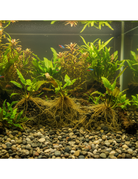 Ciottoli Di Fiume Naturali Per Acquari D’Acqua Dolce 25 kg FORTUNATO - foto 9
