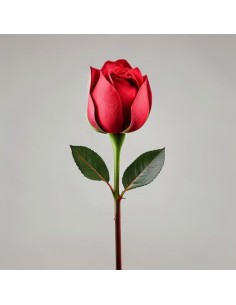 Rosa Rex Bocciolo Rosso H 45 cm per Decorazioni Natalizie