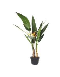 Pianta artificiale Sterlizia verde altezza 50 cm arredamento