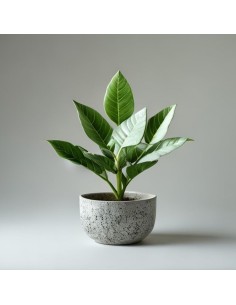 Pianta artificiale Felce mix con vaso effetto cemento