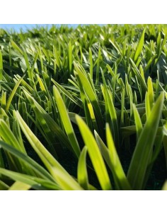 Rotolo Prato Sintetico Oxford Larghezza 1 m Lunghezza 10 m Fili 45 mm Sempre Verde 2