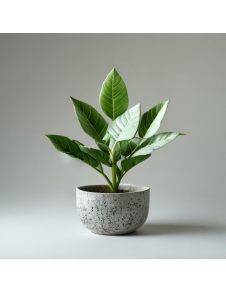 Pianta artificiale Felce mix con vaso effetto cemento