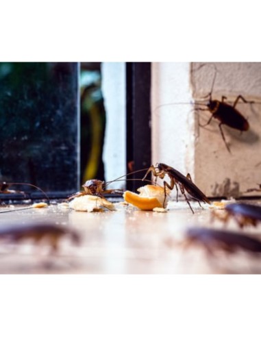 Trappola Scarafaggi Blister Blatte Esca Insetticida Casa Fessure Nido Ekostop