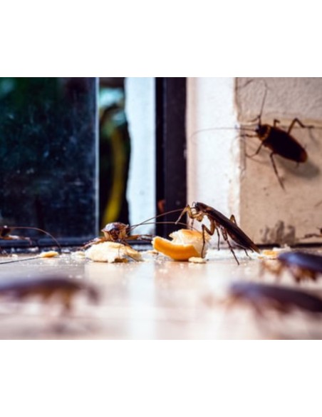 Trappola Scarafaggi Blister Blatte Esca Insetticida Casa Fessure Nido Ekostop