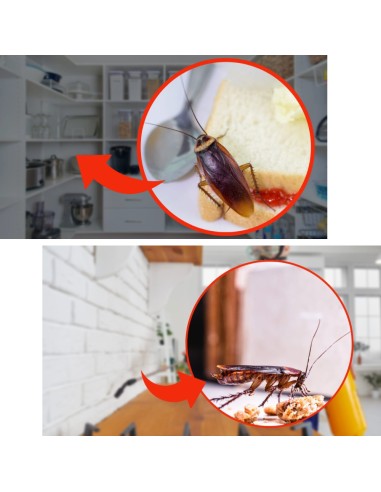 Trappola Scarafaggi Blister Blatte Esca Insetticida Casa Fessure Nido Ekostop