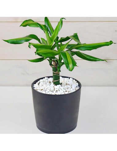 Ciottoli Bianco Granulometria 25/40 Pietre Naturali Decorazione Giardini kg 25