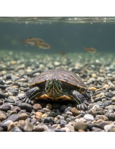 Ciottoli Di Fiume Naturali Per Acquari D’Acqua Dolce 25 kg 2