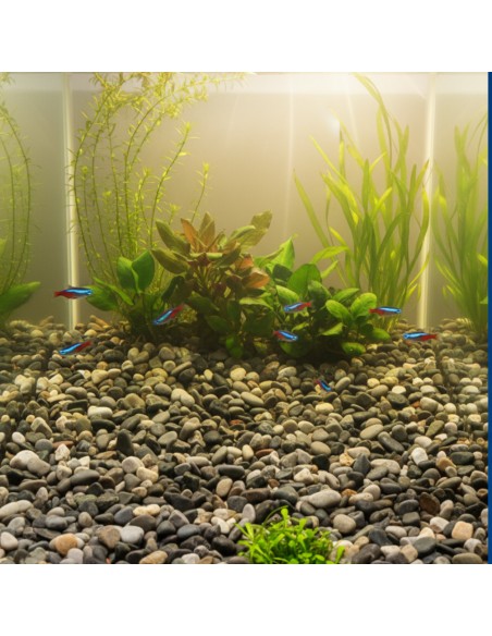 Ciottoli Di Fiume Naturali Per Acquari D’Acqua Dolce 25 kg