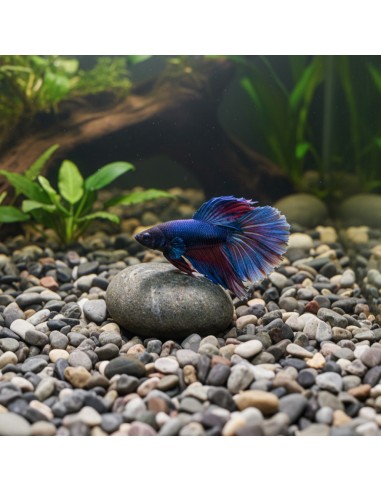 Ciottoli Di Fiume Naturali Per Acquari D’Acqua Dolce 25 kg