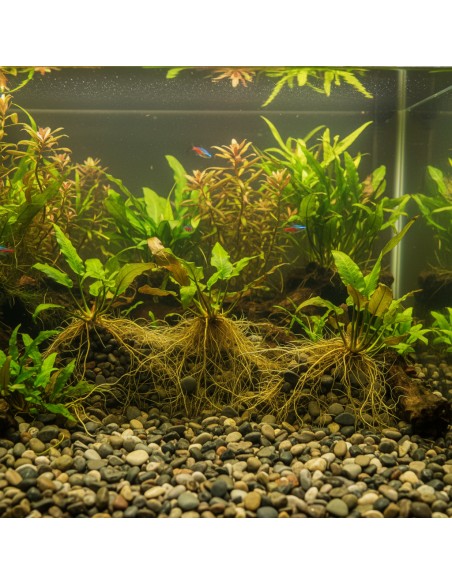 Ciottoli Di Fiume Naturali Per Acquari D’Acqua Dolce 25 kg
