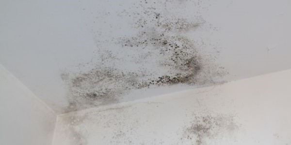 Muffa in Doccia? Ecco la Soluzione Definitiva